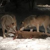 What Do Gray Wolves Eat?