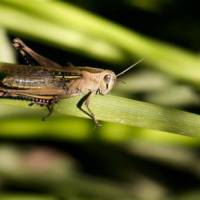 How Long Do Grasshoppers Live? - Grasshopper Lifespan