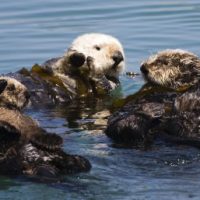 Why Are Sea Otters Endangered? - Sea Otter Endangered