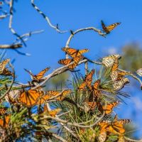 How Long Do Monarch Butterflies Live? - Monarch Butterfly Lifespan
