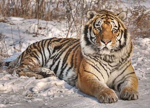 how big do siberian tigers get