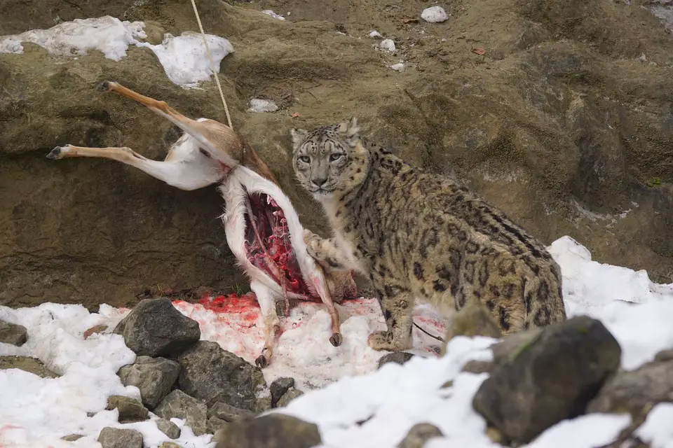 what do snow leopards eat