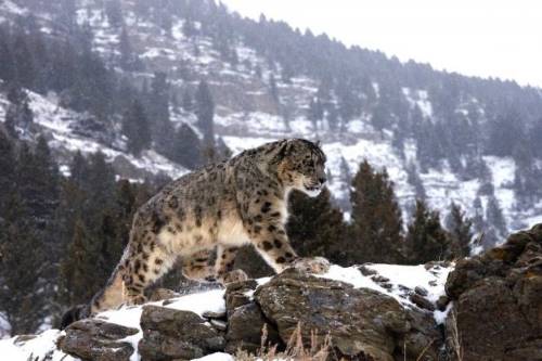 how high can a snow leopard jump