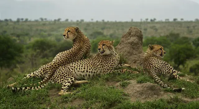 what do cheetahs eat