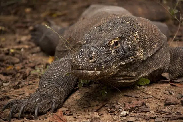what do komodo dragons eat