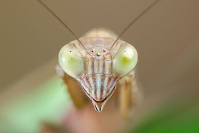 what eats monarch butterflies