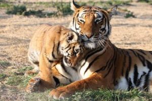 where do south china tigers live