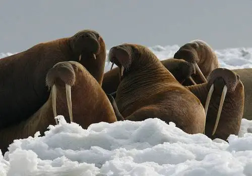 what eats walruses