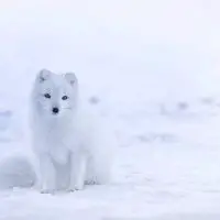 what do arctic foxes eat