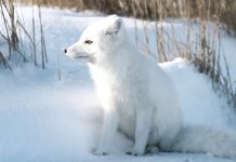 How Do Arctic Foxes Protect Themselves? how do arctic fox protect themselves?