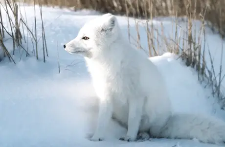 How Do Arctic Foxes Protect Themselves? • Animals Answers