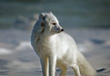 how long do arctic foxes live