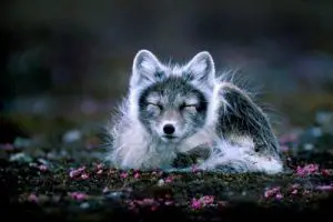 what eats arctic foxes