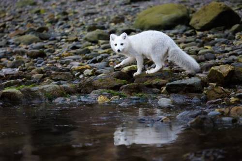 What Ecosystem Do Arctic Foxes Live In