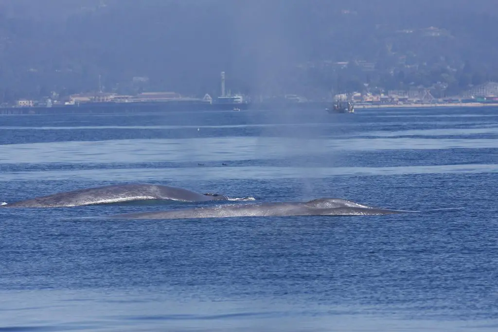 How Many Blue Whales Are Left In The World?