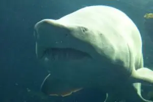 Bull shark eating
