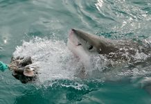 Why are Great White Sharks Endangered? – White Shark Status