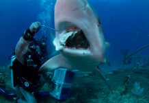 How often do Great White Sharks Eat? – Great White Shark Eating Habits