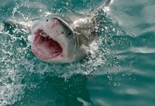 What do Great White Sharks Eat? – Great White Shark Diet & Eating Habits