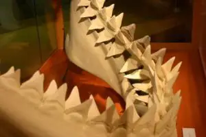 Great white shark teeth