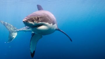 How much does a Great White Shark weigh?