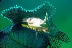 Green sea turtle endangered