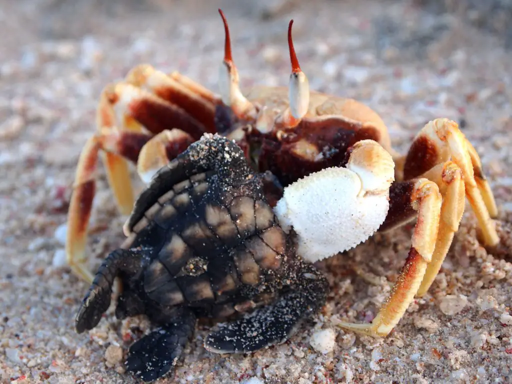 What Eats Green Sea Turtles?