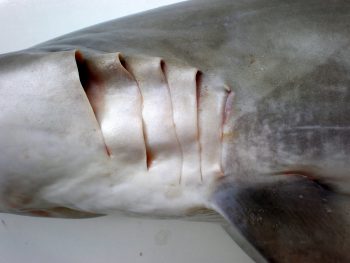 How do Sharks Breathe?