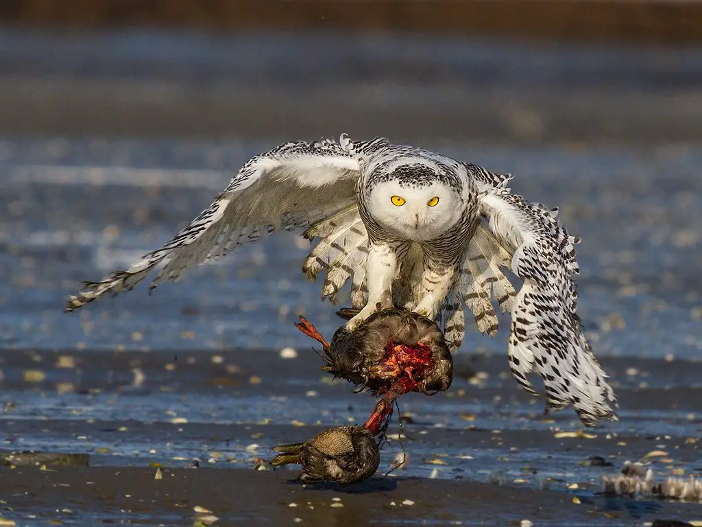 do arctic foxes eat snowy owls Renard foxes polaire polarfuchs ...