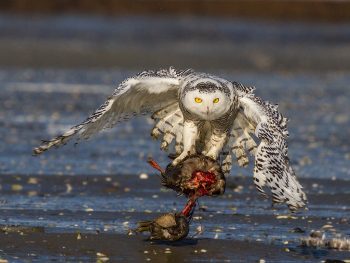 snowy owl favorite food