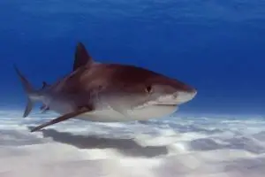 Tiger shark eating