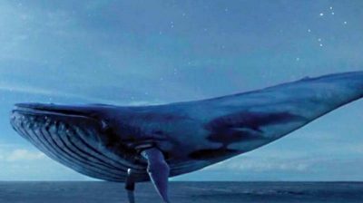 What Does A Blue Whale Look Like?