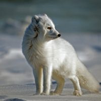 where do arctic foxes live