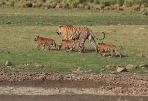 Where Do Bengal Tigers Live? – Habitat • Animals Answers