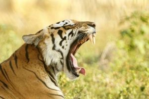 What Do Bengal Tigers Eat? • Animals Answers
