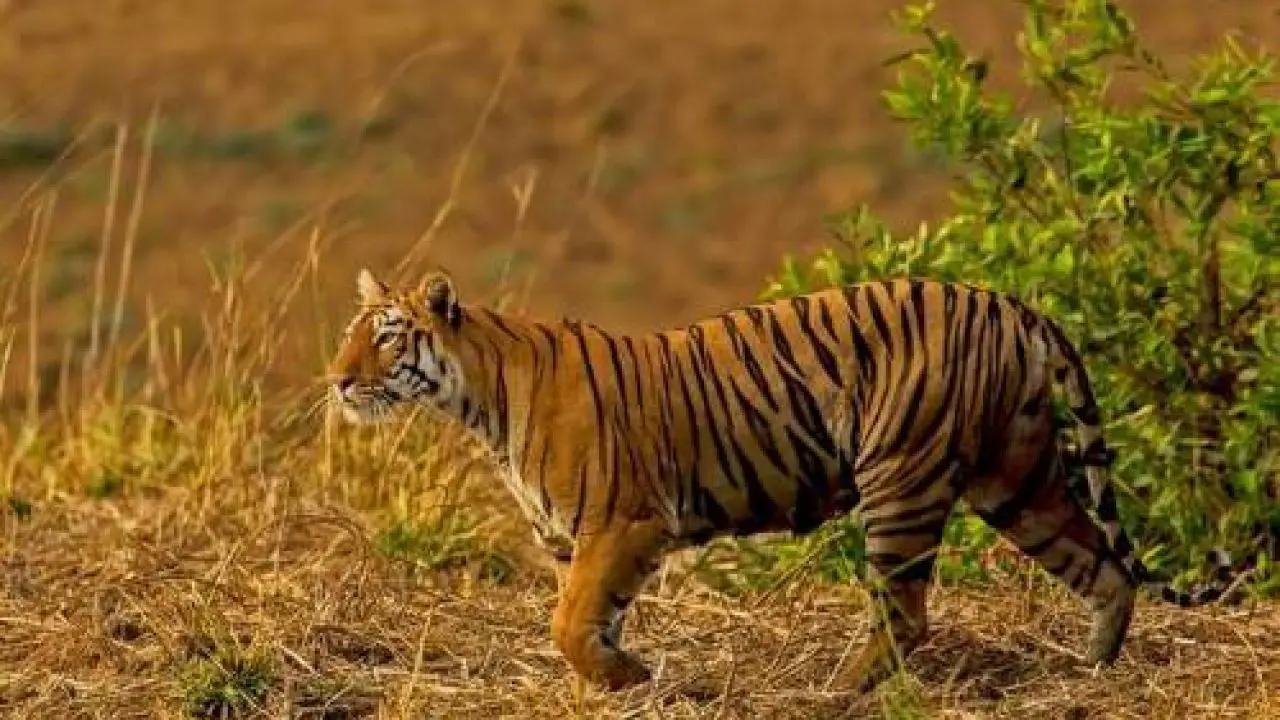 How long do tigers live in the wild