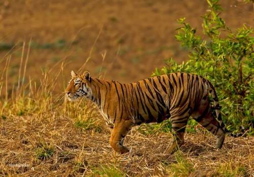 How Long Do Bengal Tigers Live Lifespan Animals Answers how-long-do-bengal-tigers-live-lifespan-animals-answers