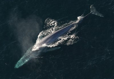 How Much Does A Blue Whale Weigh?