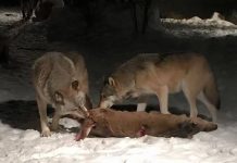 What Do Gray Wolves Eat? what do gray wolves eat