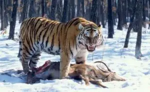 what do siberian tigers eat