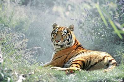 where do siberian tigers live