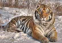 How Big Do Siberian Tigers Get? how big do siberian tigers get
