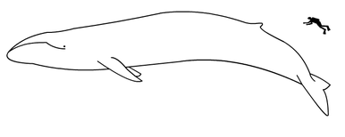 blue whale compared to a human