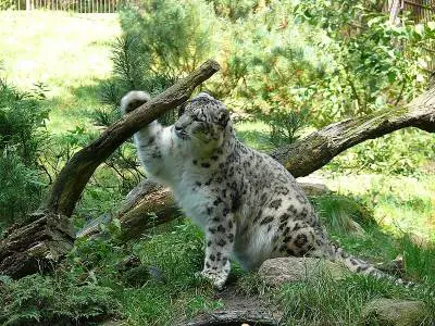 how long do snow leopards live
