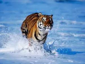 how fast does a tiger run