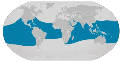 Where do Whale Sharks live?