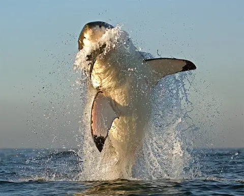 How Do Great White Sharks Hunt Their Prey? - White Shark Hunting Prey