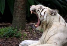 where do white tigers come from