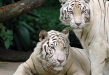 how long do white tigers live
