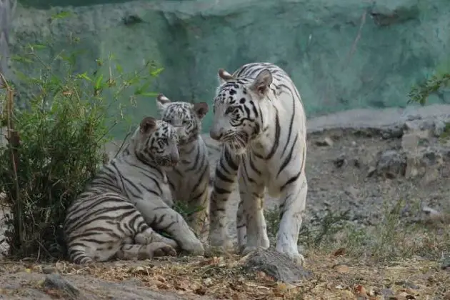 How Long Do White Tigers Live? - White Tiger Lifespan • Animals Answers